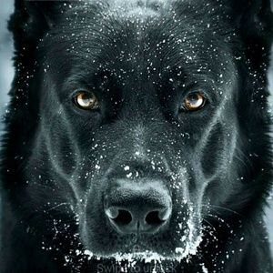 Meet your Posher, Marcus